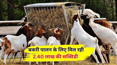 Goat Farming Subsidy बकरी पालन के लिए मिल रही 240 लाख की सब्सिडी