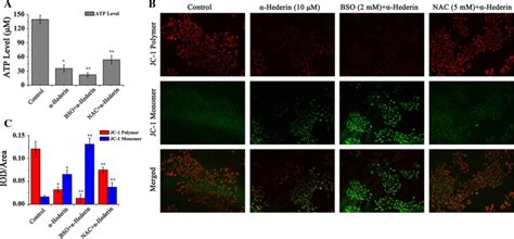 Hederin Changes The Atp Level And Mmp Of Eca Cells A The