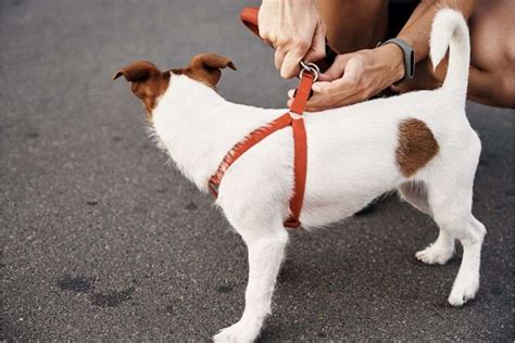 How Should A Dog Harness Fit Pets And Mindful Animal Owners