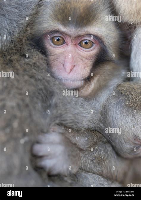 Japanese Snow Monkeys Bathing In Hot Spring Pools At Jigokudani Onsen