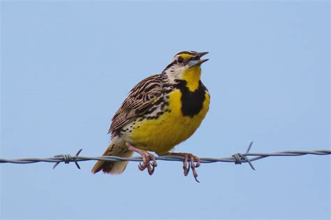 Eastern Meadowlark Birdfriendlylondon