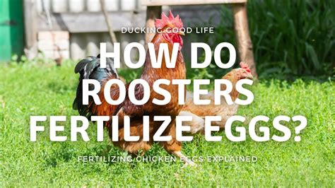 How Do Roosters Fertilize Eggs Youtube