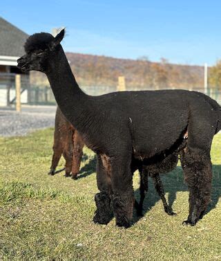 Alpaca Palace's Tabitha - Walnut Ridge Acres Alpaca Farm - on Openherd