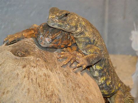 Yellow And Orange Niger Uromastyx Femelle Yellow Orange Photo