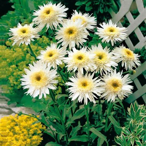 Margerite Wirral Supreme Im Ca Cm Topf Gartenhelden Online