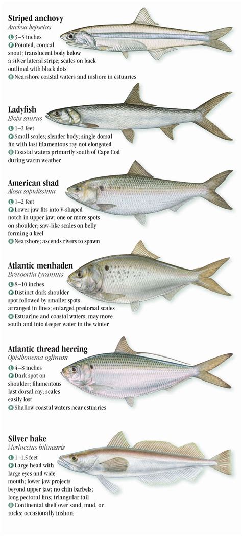 Atlantic Saltwater Fish Identification Chart