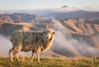 Best Sheep Breeds For Homesteaders