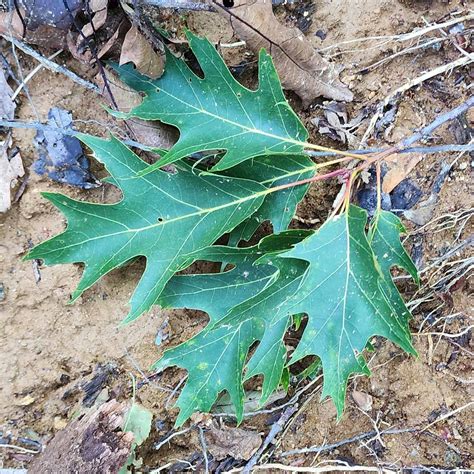 Northern Red Oak Quercus Rubra Western Carolina Botanical Club