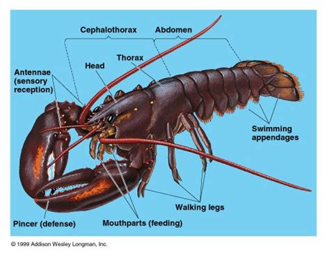 Diagram Crustaceans Biology Facts Arthropods