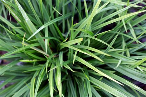 Tuft of Grass – Free Nature Stock