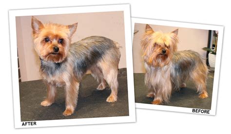 Yorkie: Short Trim | Groomer to Groomer - Pet Grooming News, Stories, and Videos