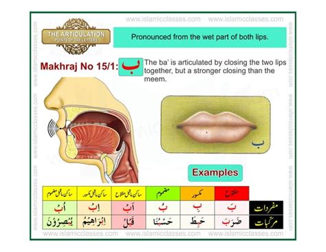 Articulation Points Of Arabic Alphabet Letters Makharij Ul Huruf