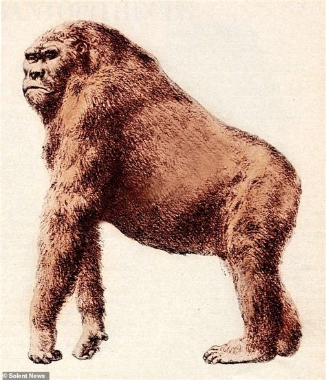 List 101 Pictures Images Of An Ape Excellent