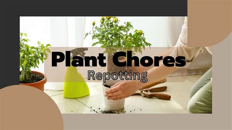 Plant Chores Repotting Rare Alocasia Pink Princess Luxurians And