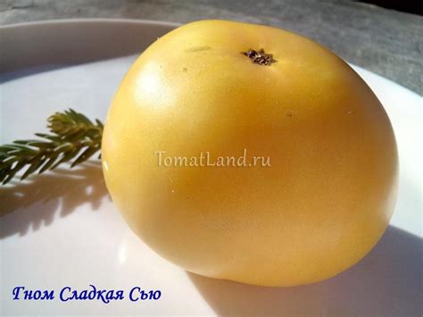 Томат Сладкая Сью: описание сорта, ОТЗЫВЫ, фото | tomatland.ru