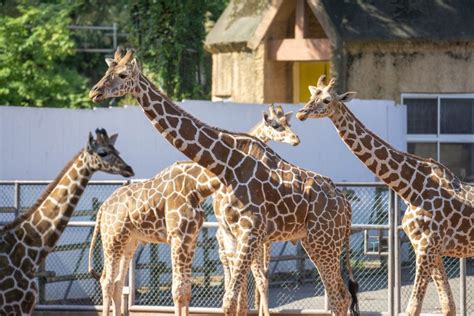 関東でオススメの動物園18選！家族や友達とのお出かけにピッタリの癒しスポット Klookブログ