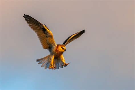 Successful Hunt Capture Magazine