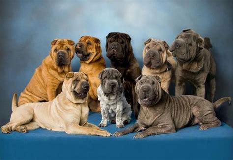 Chinese Shar Pei Native