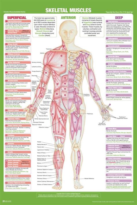 Skeletal Muscles Diagram For Kids