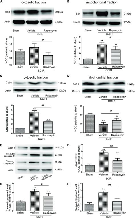 Rapamycin Treatment Following Spinal Cord Ischemic Injury Reduced