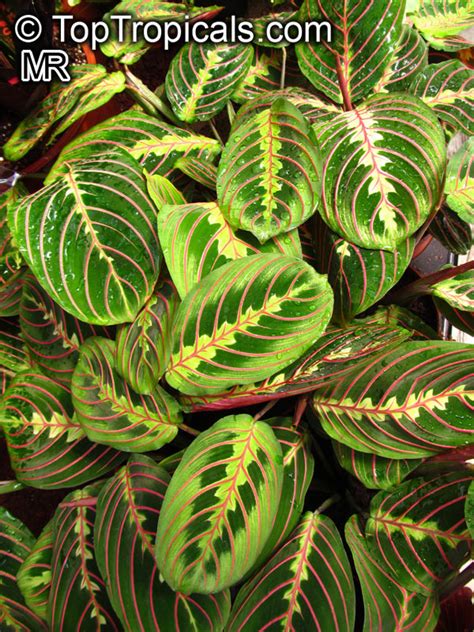 Maranta leuconeura (Common name: Prayer Plant) | Top Tropicals Plant ...