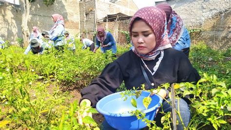 Kampung Cengek Kota Cimahi Solusi Di Tengah Mahalnya Harga Cabai Rawit