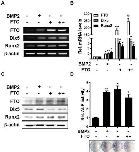 Overexpression Of Fto Induces Osteogenic Differentiation Of C H T