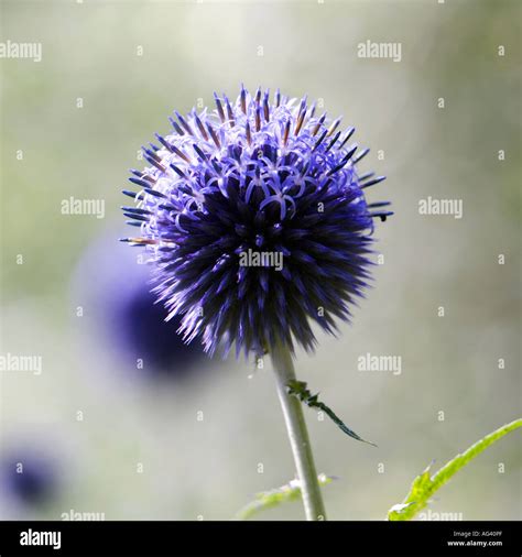 Echinops Ritro Veitch S Blue Globe Thistle Flower In An English Garden