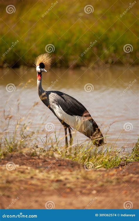 The Gray Crowned Crested Crane National Symbol And The National Bird Of