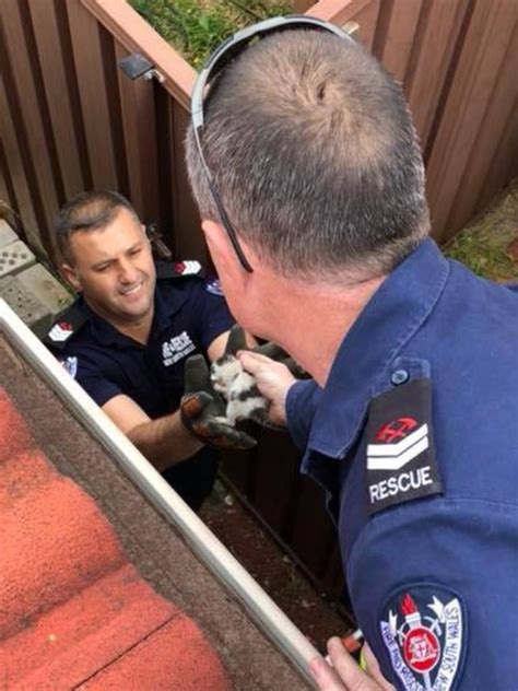 Busby And Bonnyrigg Heights Firefighters Rescue Newborn Kitten Stuck In Wall Cavity Daily