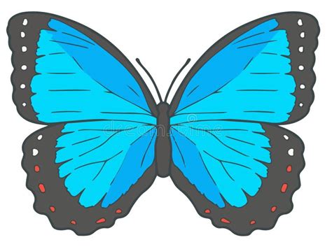 Common Blue Morpho Butterfly Stock Illustrations 92 Common Blue