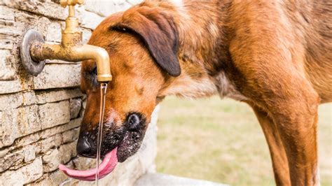 Perro deshidratado síntomas y prevención