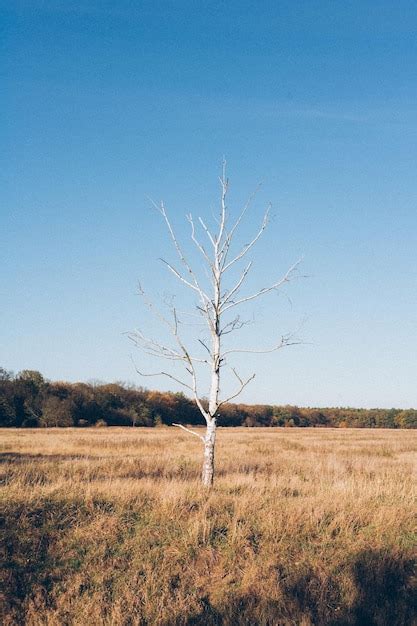 Premium Photo Bare Tree On Field Against Sky