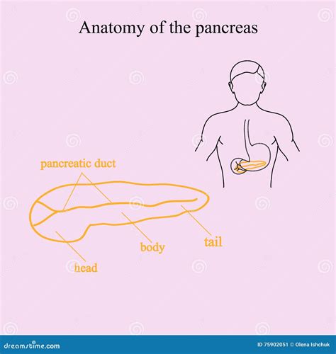 Anatomy Of The Pancreas Location Of The Pancreas In The Human Body