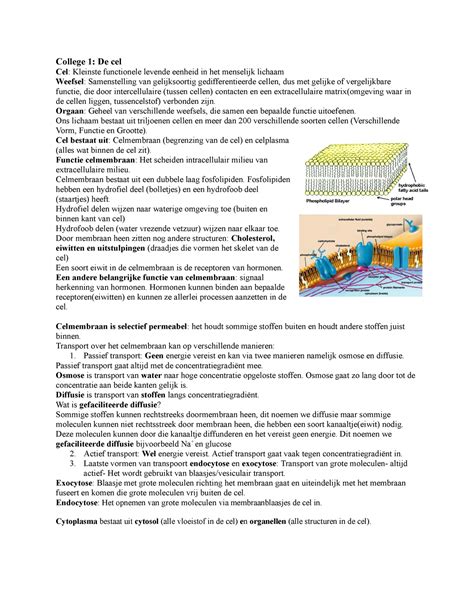 Cellen Weefsels En Immunologie College 1 2 3 2020 College 1 De Cel