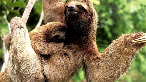 Pygmy Three Toed Sloth Endangered - Danger Choices