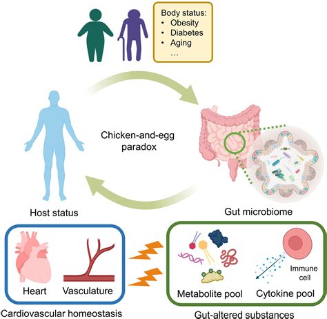 The Gut Cardiovascular Connection New Era For Cardiovascular Therapy