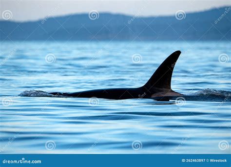 Transient Killer Whale Stock Photography 99834230