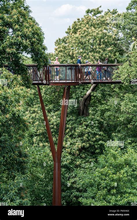 Tree Top Walkway - Kew Gardens Stock Photo - Alamy