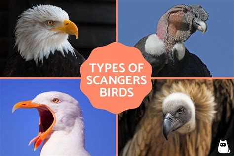 Scavenger Birds - Classification, Types and Examples (With Photos)