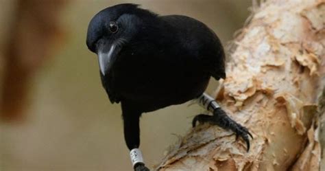 Top 10 Unusual Things Crows Can Do Listverse