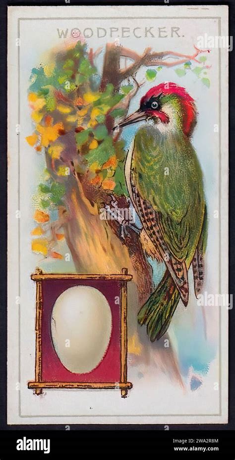 Green Woodpecker Vintage British Tradecard Stock Photo Alamy