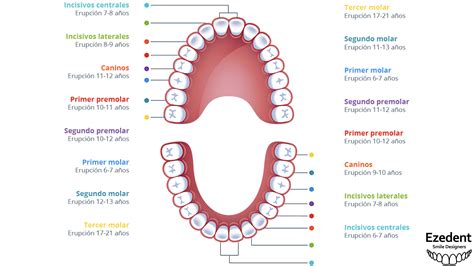 Cronologia De Erup O Dos Dentes Dec Duos Librain