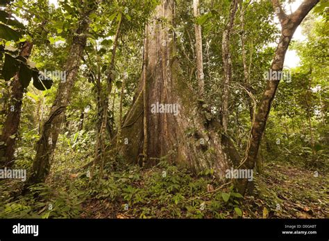 Huge Kapok Tree In Amazon Basin Ecuador Stock Photo Alamy