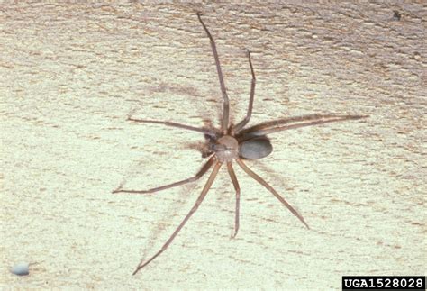 Brown Recluse Spider Loxosceles Reclusa