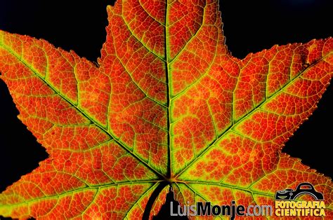 Imagenes De Hojas De Arboles