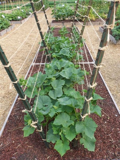 15 Easy DIY Cucumber Trellis Ideas - A Piece Of Rainbow