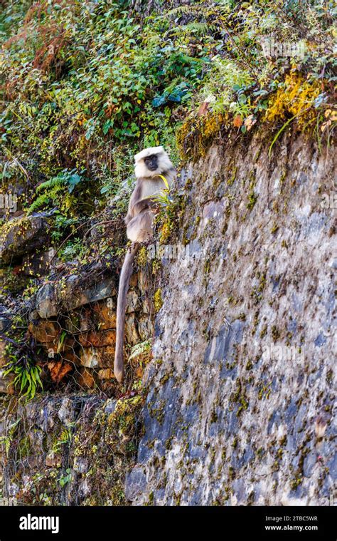 Grey Langur Monkey Semnopithecus Entellus Subspecies Hanuman Or