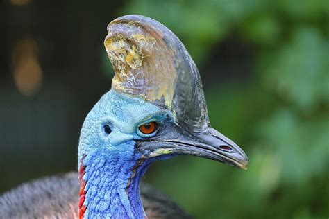 50 Free Cassowary Bird Photos Pixabay