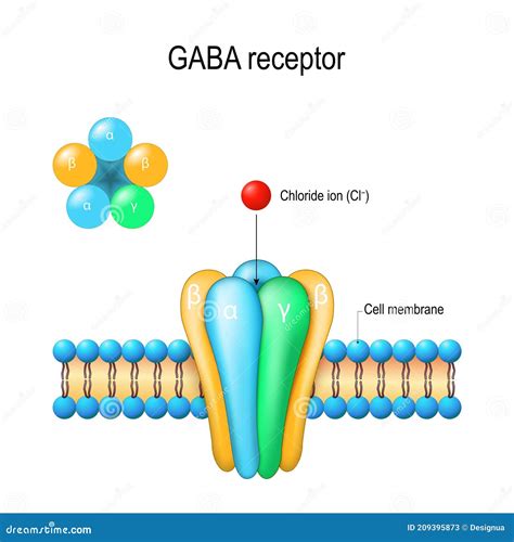 GABA receptor structure stock vector. Illustration of receptor - 209395873